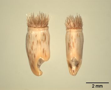 Vorschaubild Rauhe Flockenblume